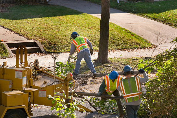 New Lebanon, OH Tree Service Company